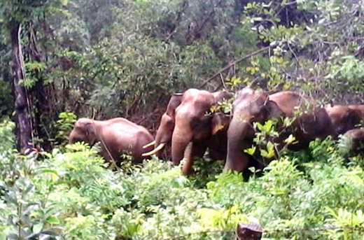 Elephants in sullia